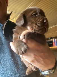 Cuccioli Labrador