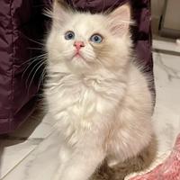 Cuccioli Ragdoll
