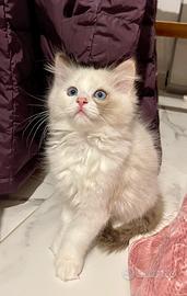 Cuccioli Ragdoll