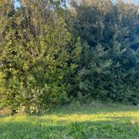 alberi vari da giardino parco  di vario tipo