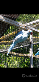 Parrocchetti dal collare