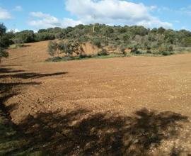 Terreno uliveto/vigna a Lotzorai - Sardegna