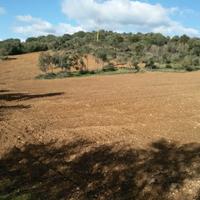 Terreno uliveto/vigna a Lotzorai - Sardegna