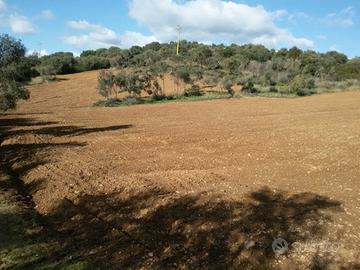 Terreno uliveto/vigna a Lotzorai - Sardegna