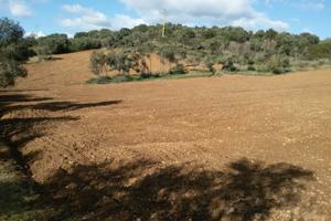 Terreno uliveto/vigna a Lotzorai - Sardegna