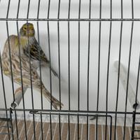 Canarini di vario tipo