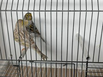 Canarini di vario tipo