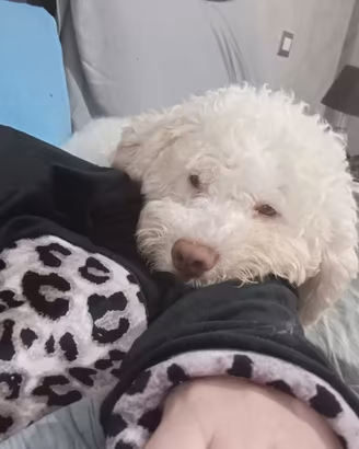 Lagotto