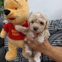 Cuccioli di cane