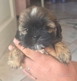 shihpoo