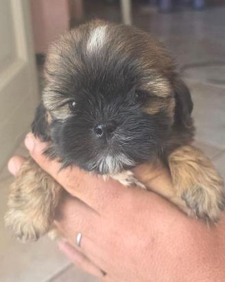 shihpoo