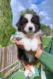 ULTIMO CUCCIOLO di pastore australiano