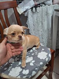 Chihuahua pelo corto