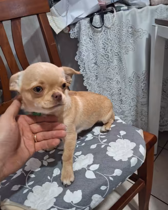 Chihuahua pelo corto