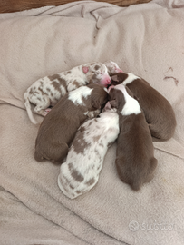 Pastori australiani con pedigree