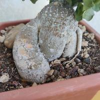 pianta Fockea Edulis 