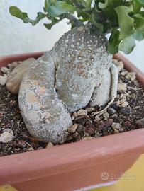 pianta Fockea Edulis 