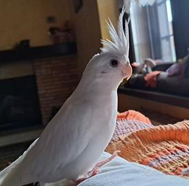 Calopsite femmina albina