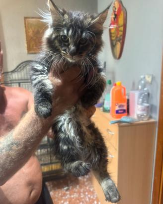Maine coon