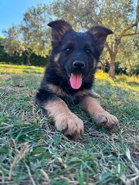 Cucciolo di pastore tedesco