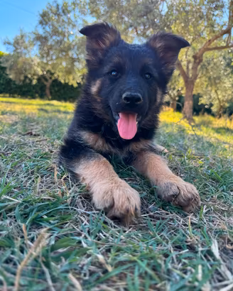 Cucciolo di pastore tedesco