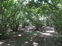 terreno-agricolo-caprarola