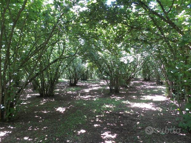 Terreno Agricolo - Caprarola