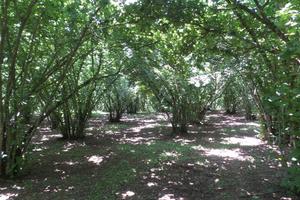Terreno Agricolo - Caprarola