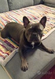 Bulldog francese