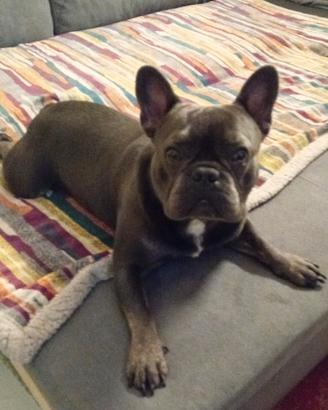 Bulldog francese