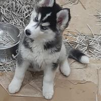 Husky occhi azzurri