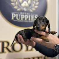 Bassotto F e M promo tinta unita