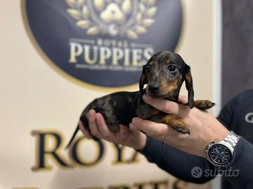 Bassotto F e M promo tinta unita