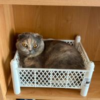 Gatto Scottish Fold