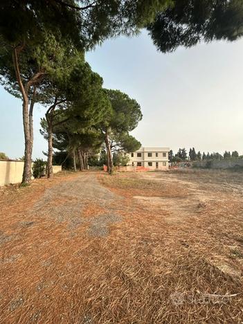 Terreno edificabile con viale alberato