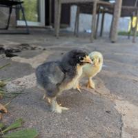 Pulcini ornamentali di diverse razze