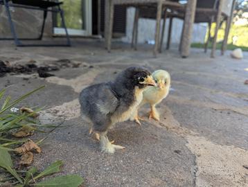 Pulcini ornamentali di diverse razze