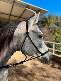 Cavallo PSA