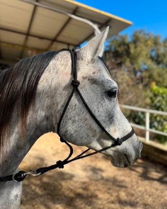 Cavallo PSA