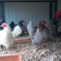 Serama e Cocincina nana