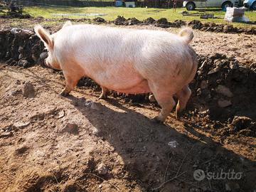 Pecore giovani e maiali Large White