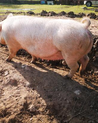 Scrofe Large White pure