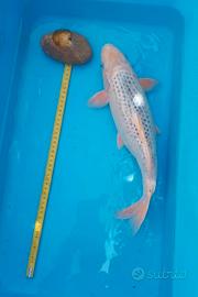 Carpa koi