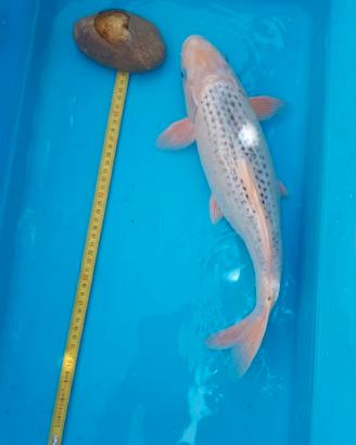 Carpa koi