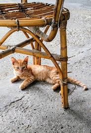 Gattini rossi