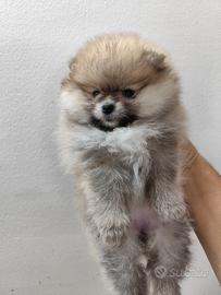 Volpino della Pomerania