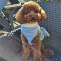 Accoppiamento barboncino