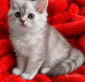 Gattina femmina (genitori Persiani normotipici)