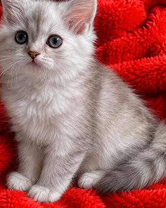 Gattina femmina (genitori Persiani normotipici)