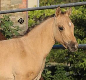 Remuda beauty bucky
